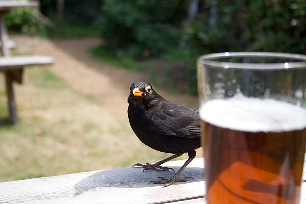 Blackbird stock photo