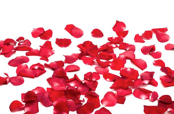 istock red rose petals on white background 176905956