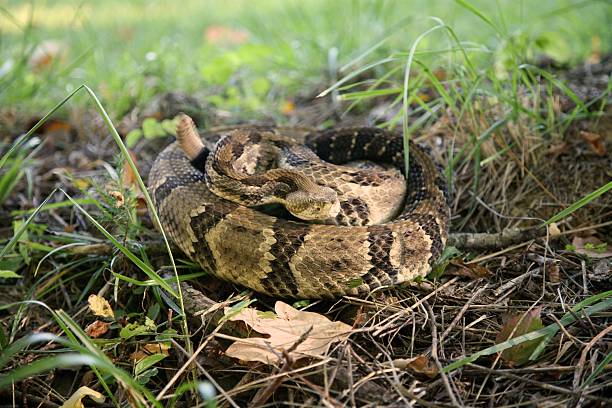 クローズアップの木製 rattler - timber rattlesnake ストックフォトと画像