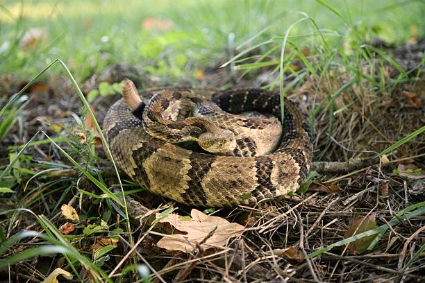 istock Close-up of a Timber Rattler 176905972