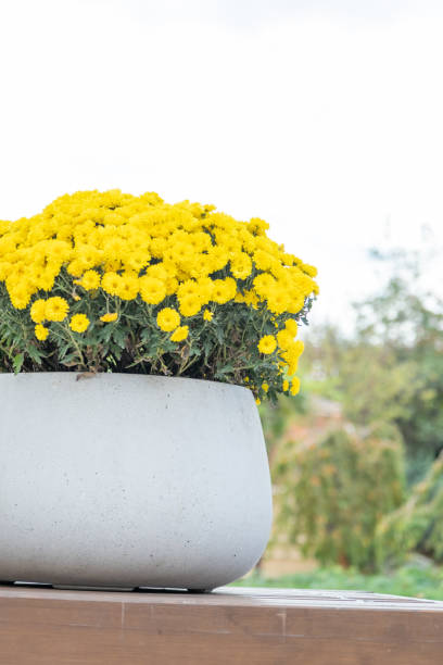 istock asian style flowerbeds with daisies 1769060615