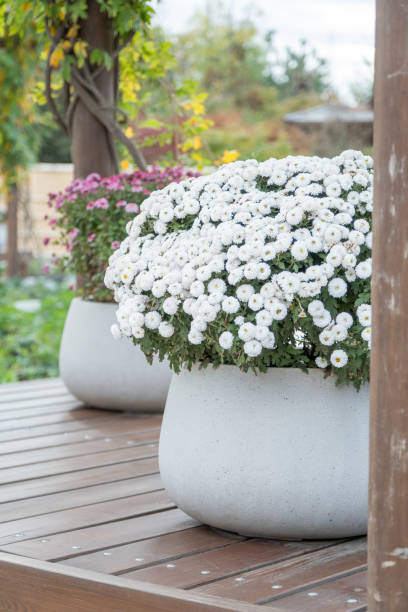 istock asian style flowerbeds with daisies 1769061174