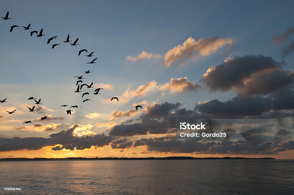 Gansos volando al atardecer - Foto de stock de Azul libre de derechos