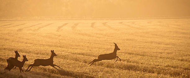 Corço em Campo - fotografia de stock