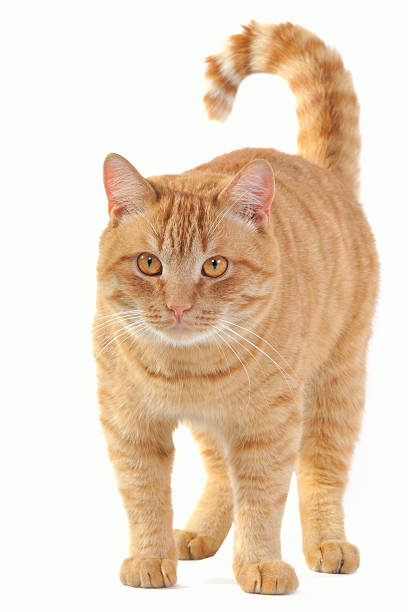 uddrag Men Sanselig Light Brown Cat Looking At The Camera Stock Photo - Download Image Now -  Abstract, Animal, Animal Whisker - iStock