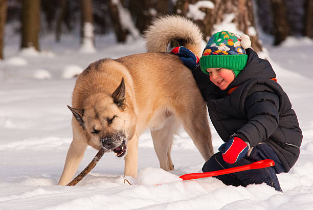 Dog and child playing in winter forest stock photo