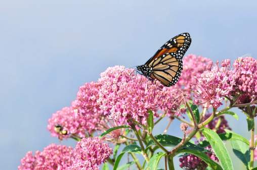 Monarch Butterfly (Danaus plexippus) on Swamp Milkweed Wildflower (Asclepias  incarnata)