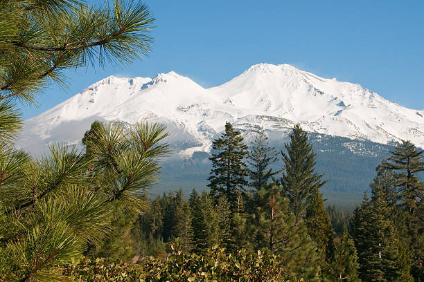 Majestic Mt. Shasta with Trees in Foreground This afternoon shot of the western slope of Mt. Shasta was taken in late afternoon. mt shasta stock pictures, royalty-free photos & images