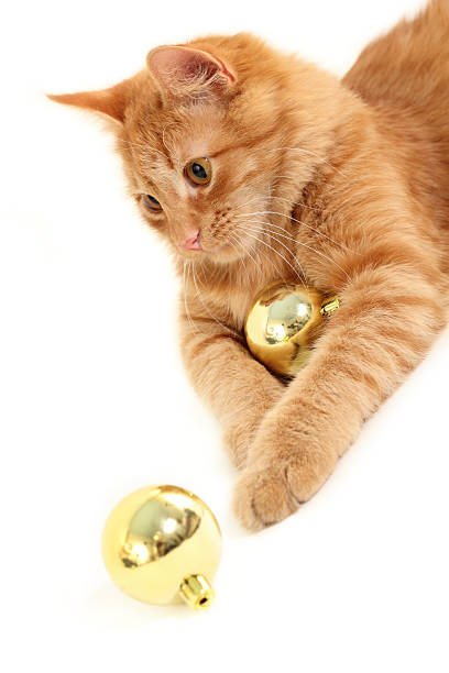 istock cat with christmas ball 176907394