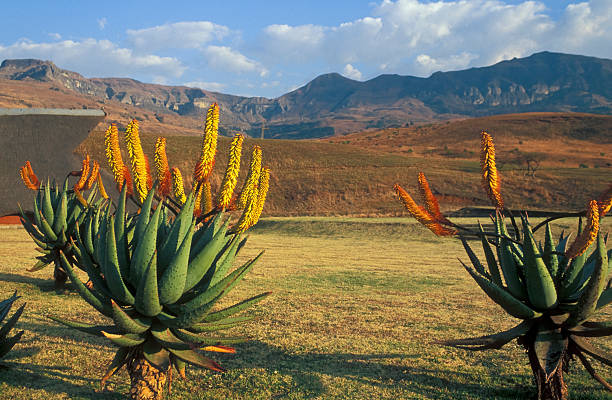 Drakensberg Mountains Cactus plants with orange flowers against a backdrop of the Drakensberg Mountains in South Africa drakensberg flower mountain south africa stock pictures, royalty-free photos & images