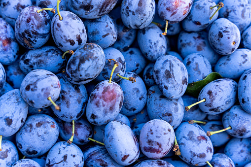 Delicious ripe blue plums, background. healthy nutrition, organic vegetables.Selective focus