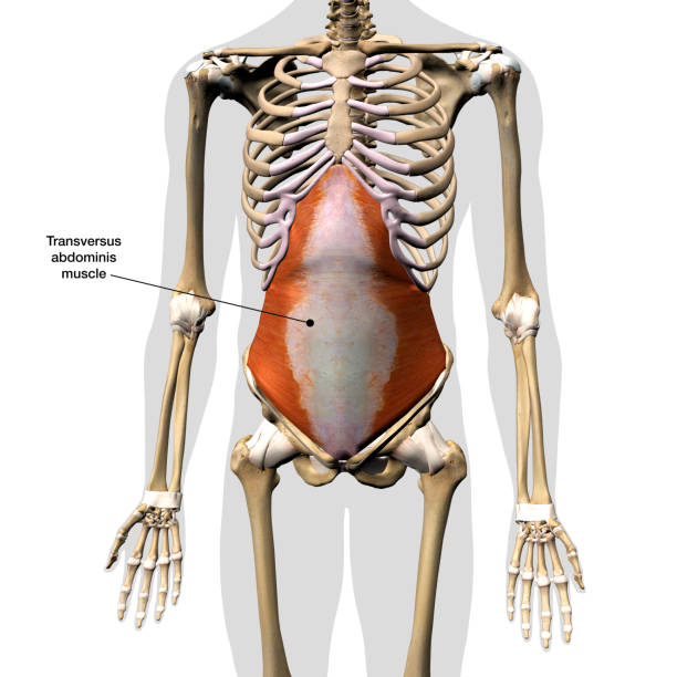 男性の腹横筋を人体骨格に単独で標識、3dレンダリング - external oblique ストックフォトと画像