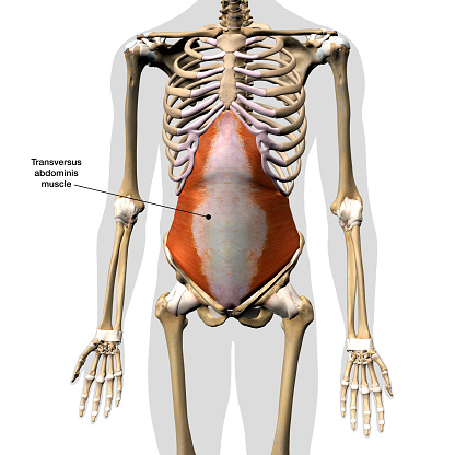 Frontal view of human skeleton with the transversus abdominis muscles of the abdomen in isolation.  3D rendering labeled on a white background.