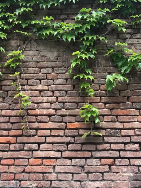 istock leaves of a creeper on an exposed brick wall 1769082188