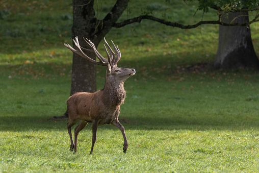 Large male red deer stag (Cervus elaphus) strutting on a meadow.