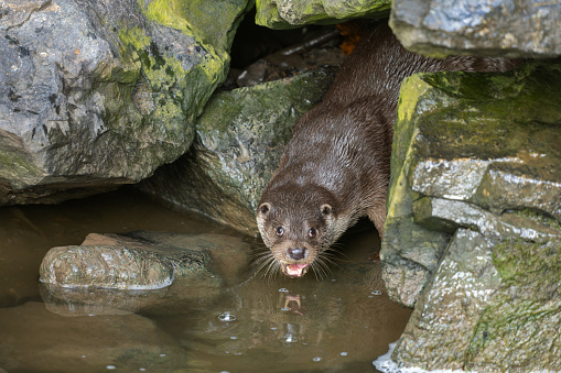 An otter standing near water by rocks and a large rock