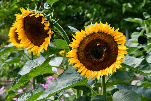 Auf den Sonnenblumen tummeln sich die Bienen und sammeln ihren Honig