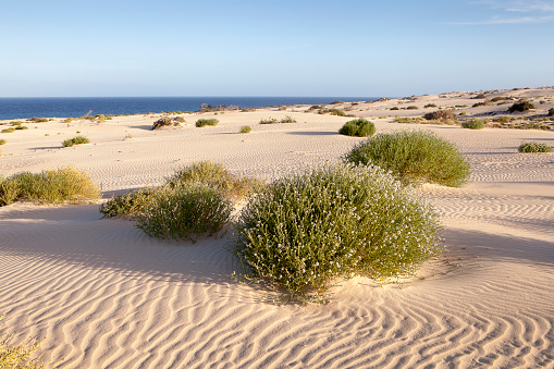 Balancon plant in flower. Dunes of the Corralejo National Park. Fuerteventura. Canary Islands. Spain