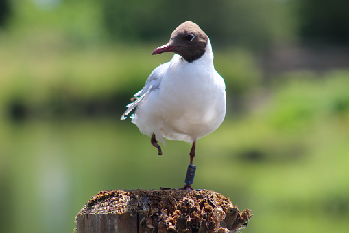 A black-headed gull that has lost one of its feet through injury.  The gull is wearing a blue ring, numbered 2H20, on its left leg. Taken at WWT Martin Mere in Burscough, West Lancashire.