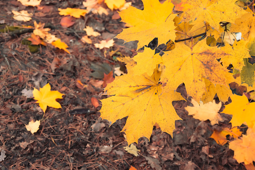 Beautiful orange and yellow autumn maple leaves against a background of dry brown grass leaves. Natural autumn background.