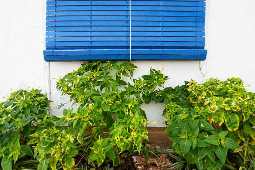 Antique blue wooden window in a white house facade with green plant leaves.