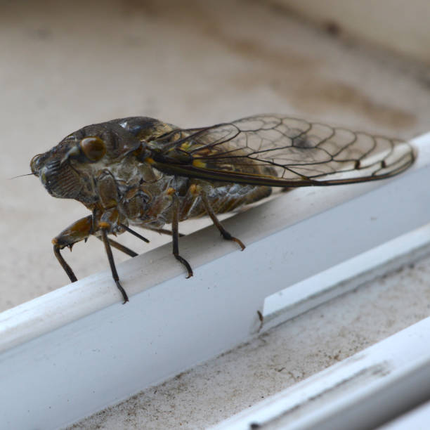 istock cicada in apartment window natural light 1769140606