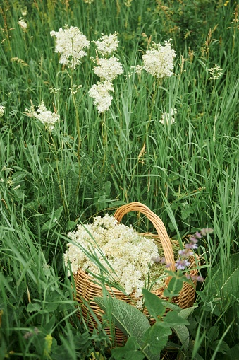 A wicker basket full of collected medicinal herb of the Labaznik. Folk and natural medicine