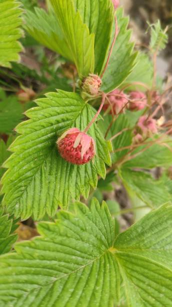 istock Natural wild strawberries on a bush. Delicious berry 1769145122
