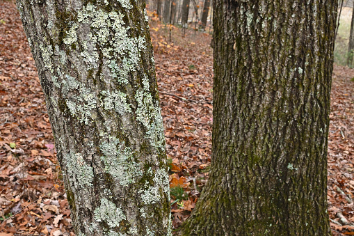 Trees with and without lichen in the fall woods of New England