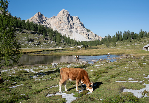 Cow grazing in Dolomites mountains. Fanes lakes. Province of Bolzano, Italy.