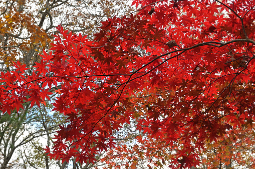 Japanese maple leaves from below in autumn, against sky and other trees