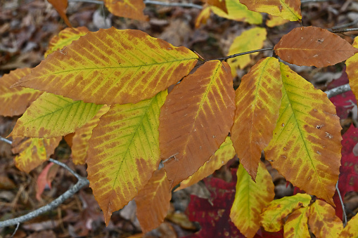 American beech leaves (Fagus grandifolia) turning from yellow to brown in autumn. This tree species is suffering from new, major diseases across its range, but these leaves are healthy. Taken in the Connecticut woods.