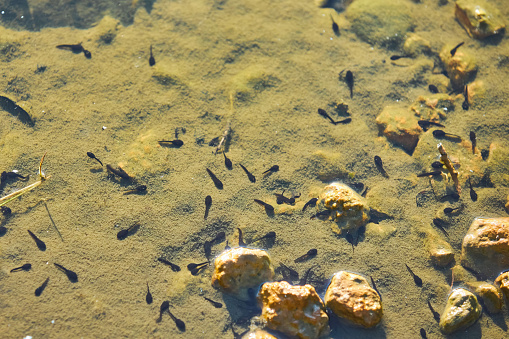 Small tadpoles stranded in a pond. The future frog. Natural landscape