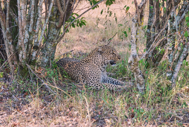 istock Leopard underneath a tree in the Maasai Mara, Kenya. 1769168338