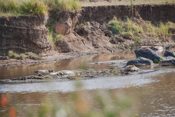 istock nile crocodiles lying in Mara river between decaying bodies. 1769168361