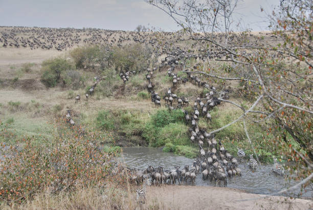 Blue or striped wildebeest, brindled gnu, Connochaetes taurinus, herd crossing the Mara river during the anual great migration through Serengeti and Maasai Mara in Kenya.
