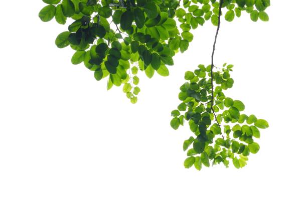 istock A Tropical tree with leaves branches and sunlight, on white isolated background for green foliage backdrop 1769172667