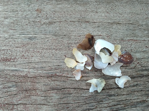 Shell fragments on wooden plank background