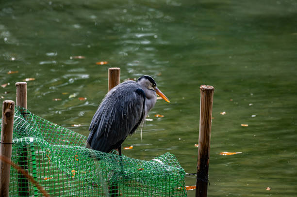istock Gray heron by the water 1769180348