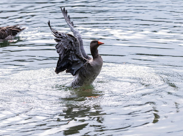 istock Goose flutters in the water 1769180856