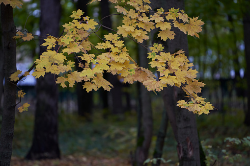 Tree with yellow leaves against the background of the autumn forest. Autumn season.