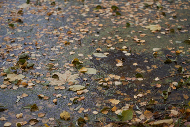 istock Fallen leaves frozen in a pond. 1769190430