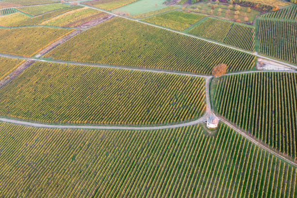 istock Vineyards in the Rheingau in autumn 1769208529