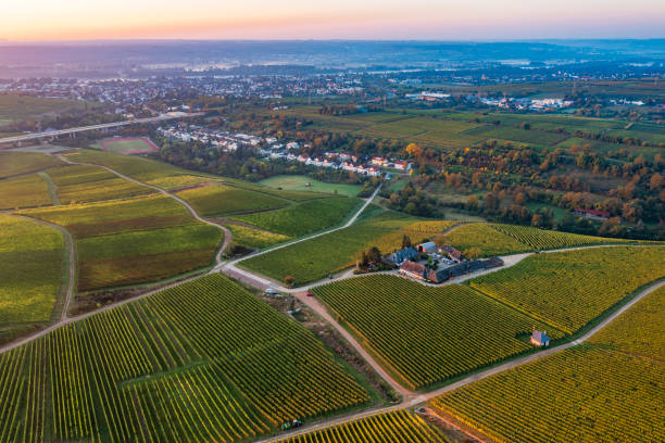 istock Vineyards in the Rheingau in autumn 1769208530