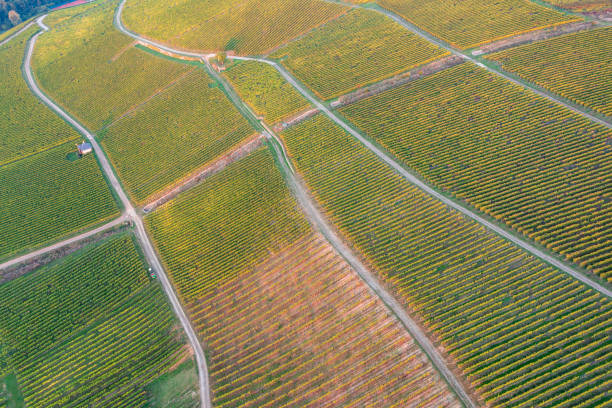 istock Vineyards in the Rheingau in autumn 1769209040