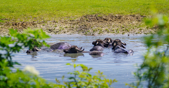 water buffalos cooling down in a small pond
