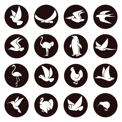 Birds set. Collection icon birds. Vector illustration