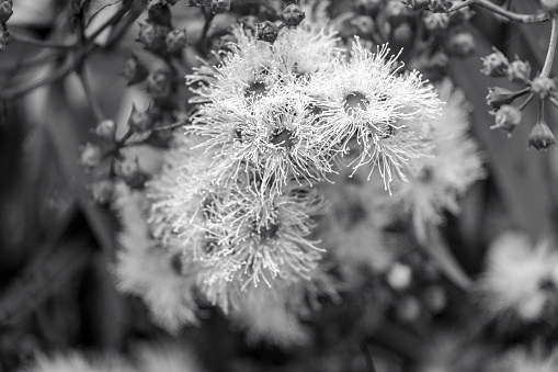 Black and white closeup Eucalyptus flowers and buds, background with copy space, full frame horizontal composition