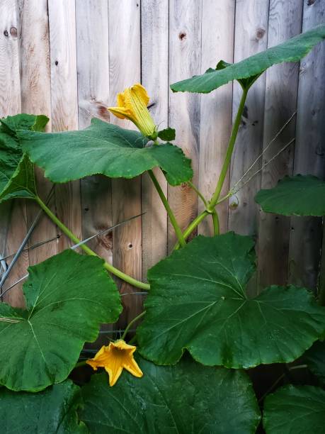 Pumpkin Flowers, Leaves And Trendils