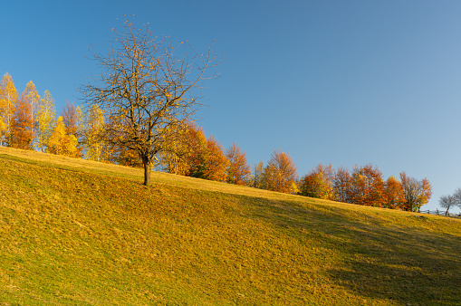 Beautiful autumn colours, Transilvania, Romania
